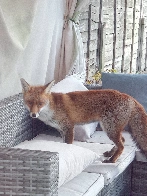 More gazebo fox from last winter [OC]