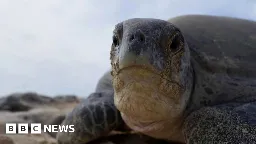 Attenborough series returns to green turtles after 66 years