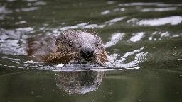 Beavers reintroduced to west London for first time in 400 years to improve biodiversity