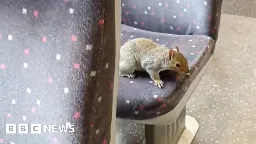 Nutwork Rail? Watch as squirrel hops on train