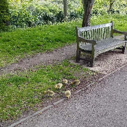 Ducklings by South Norwood Lake [OC]